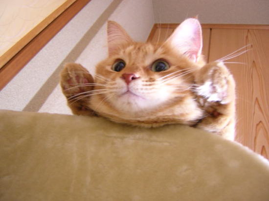 猫がソファーでしゅわっちのポーズ