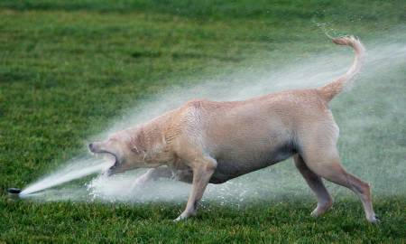 水と戯れる犬